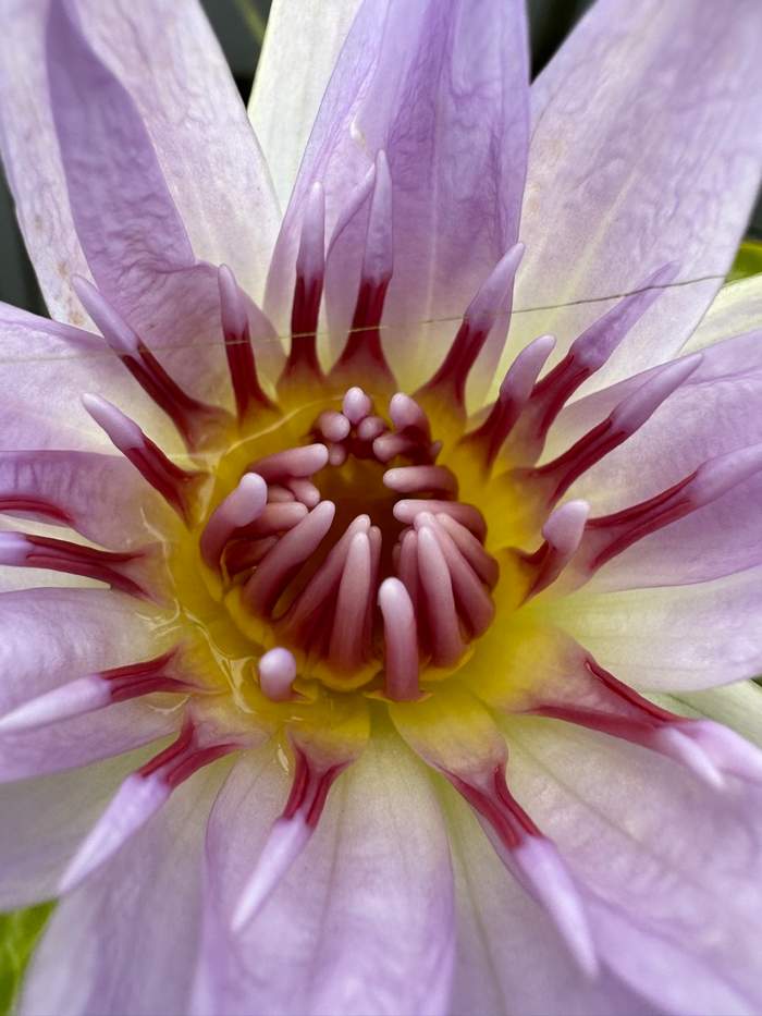   Van der Werf Waterplantenspecialist