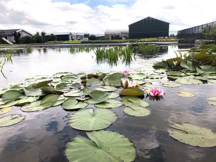   Van der Werf Waterplantenspecialist