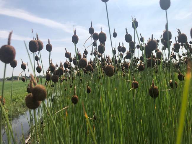Dwerglisdodde  Van der Werf Waterplantenspecialist