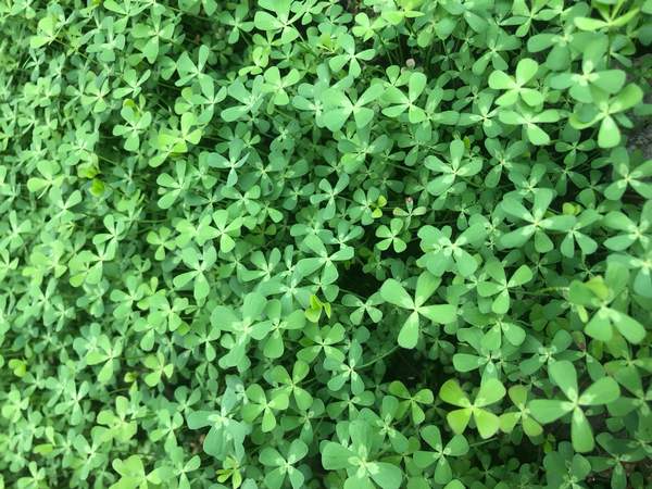 Vierbladige Waterklaver, Marsilea quadrifolia -  Van der Werf Waterplantenspecialist