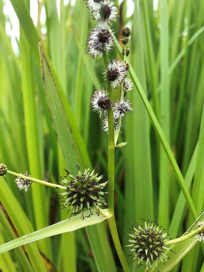   Van der Werf Waterplantenspecialist