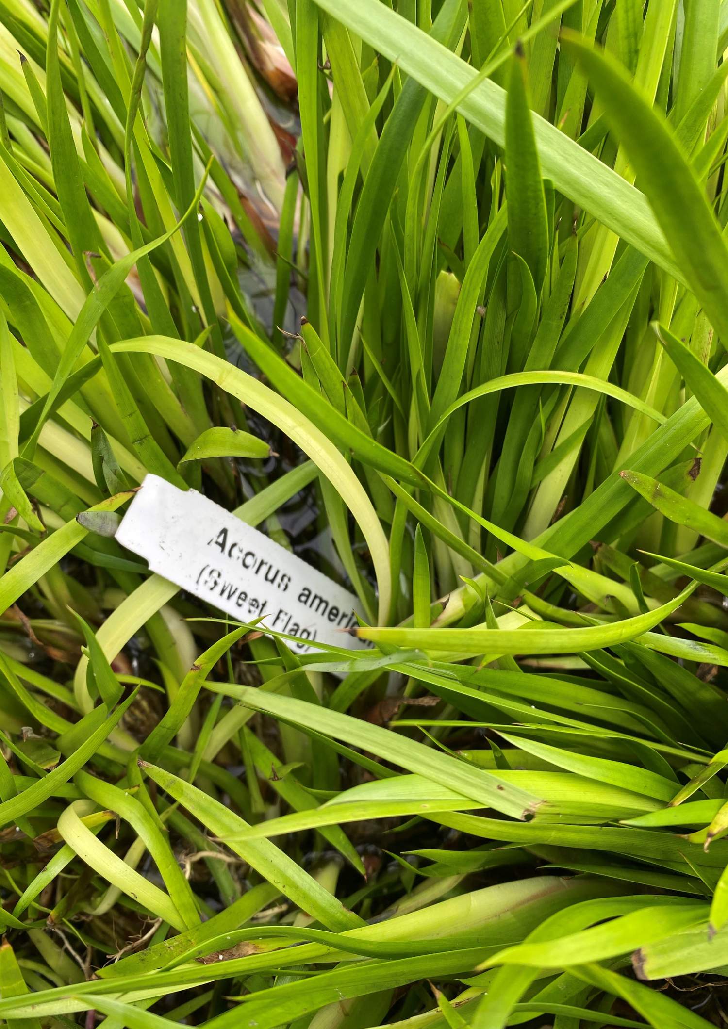   Van der Werf Waterplantenspecialist