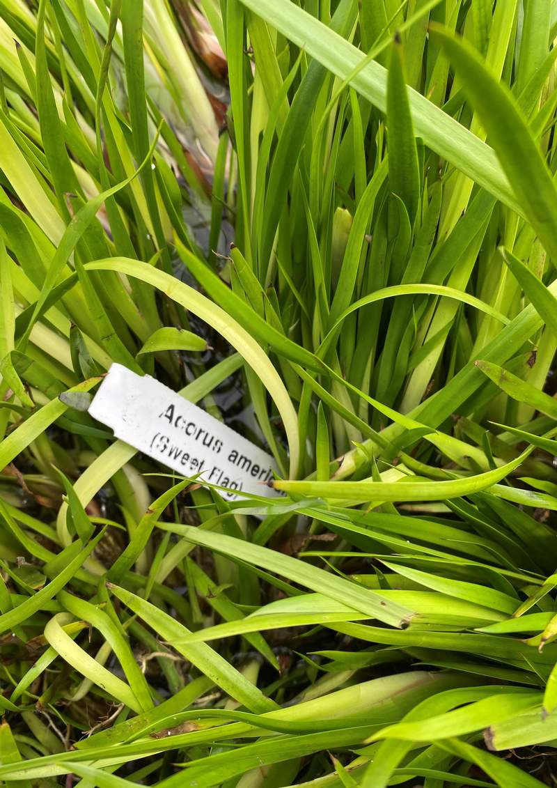 Amerikaanse kalmoes (Acorus americanus)  Van der Werf Waterplantenspecialist