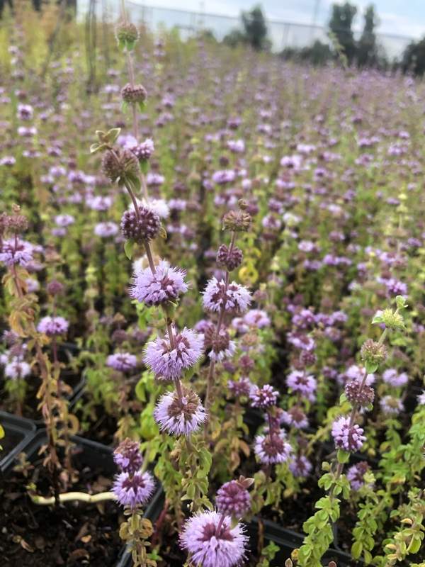 Polei, Mentha pulegium -  Van der Werf Waterplantenspecialist