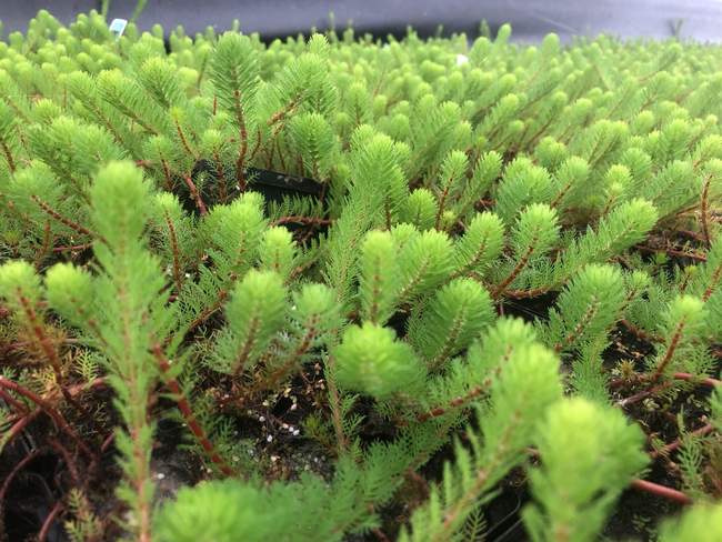 Braziliaans Vederkruid / Diamantkruid  Van der Werf Waterplantenspecialist